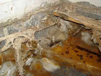 Dry Rot skin hanging from a wall under a timber floor