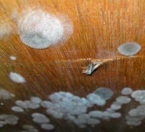 Mould growing on a plywood roof lining panel