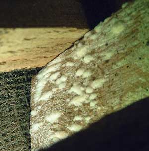 Mould growing on a rafter