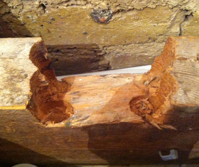 Two rows of pipes sitting in large notches cut into the upper half of the joists